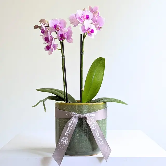 Mini Pink Orchid in Ceramic