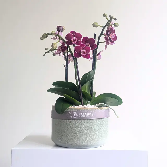 Orchid Bowl Pink