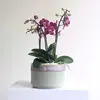 Orchid Bowl Pink
