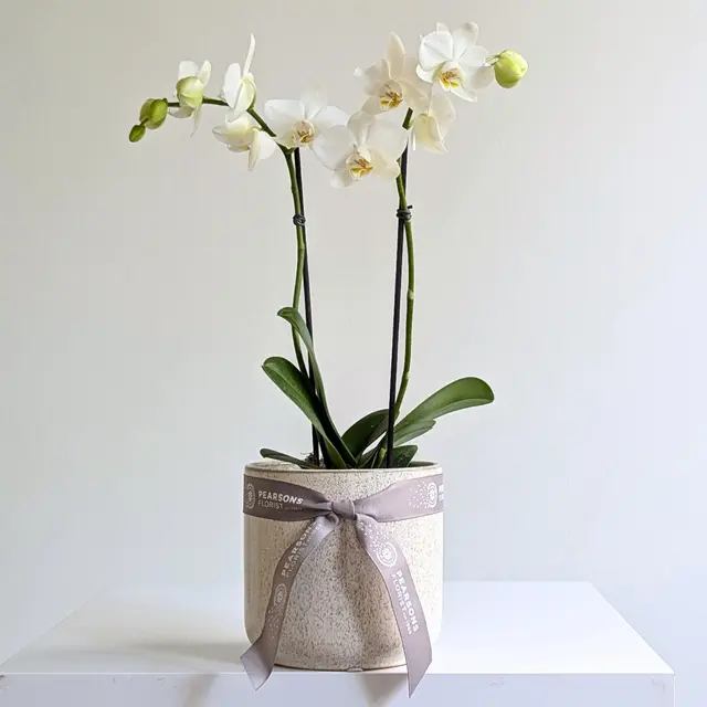 Mini White Orchid in Ceramic