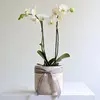 Mini White Orchid in Ceramic