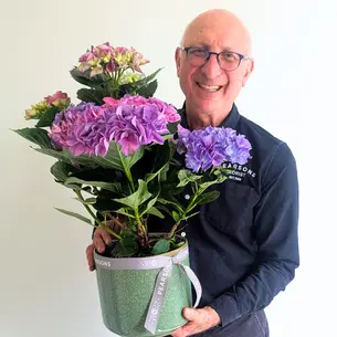 Hydrangea Plant