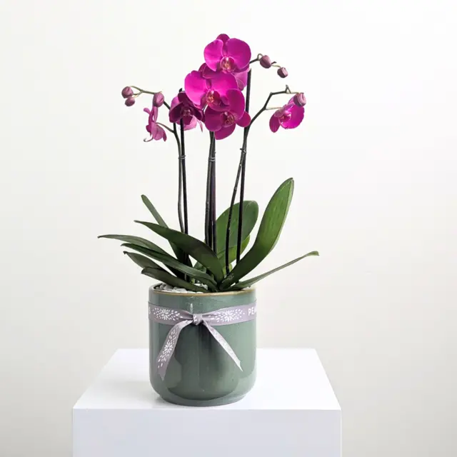 Pink Medium Ceramic Orchid Bowl