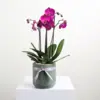 Pink Medium Ceramic Orchid Bowl